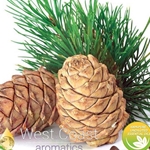 CEDARWOOD ATLAS (MOROCCO)
