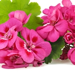 Rose Geranium *Floral Water*