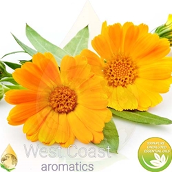 Calendula Essential Oil (Stem Distilled) - Bulk & Wholesale | West Coast Aromatics. High-quality, natural essential oil for skincare, aromatherapy, and wellness.
