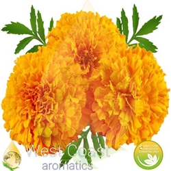 TAGETES MARIGOLD pure essential oil. Shop West Coast Aromatics Bulk, Wholesale at www.westcoastaromatics.com from reputable sources in the world. Try today. You'll Immediately Notice the Difference! ✓60 Day-Money Back.